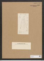 Diatomeae indet. (de-Toni-Nr.: Species 1370) Zeichnungen Sammlung Grunow Nr. 2500 (NHMW-BOT-W0369824)